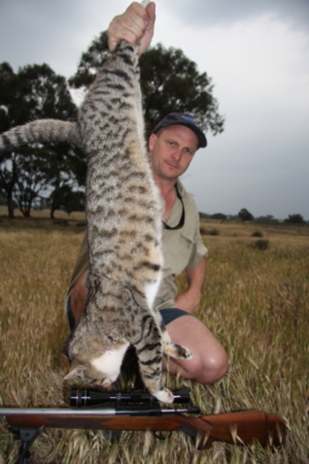 feral cats in australia Researchers have found that cats in australia are most likely descended from those brought by european settlers feral cats found on the. feral cats in australia Researchers have found that cats in australia are most likely descended from those brought by european settlers feral cats found on the.